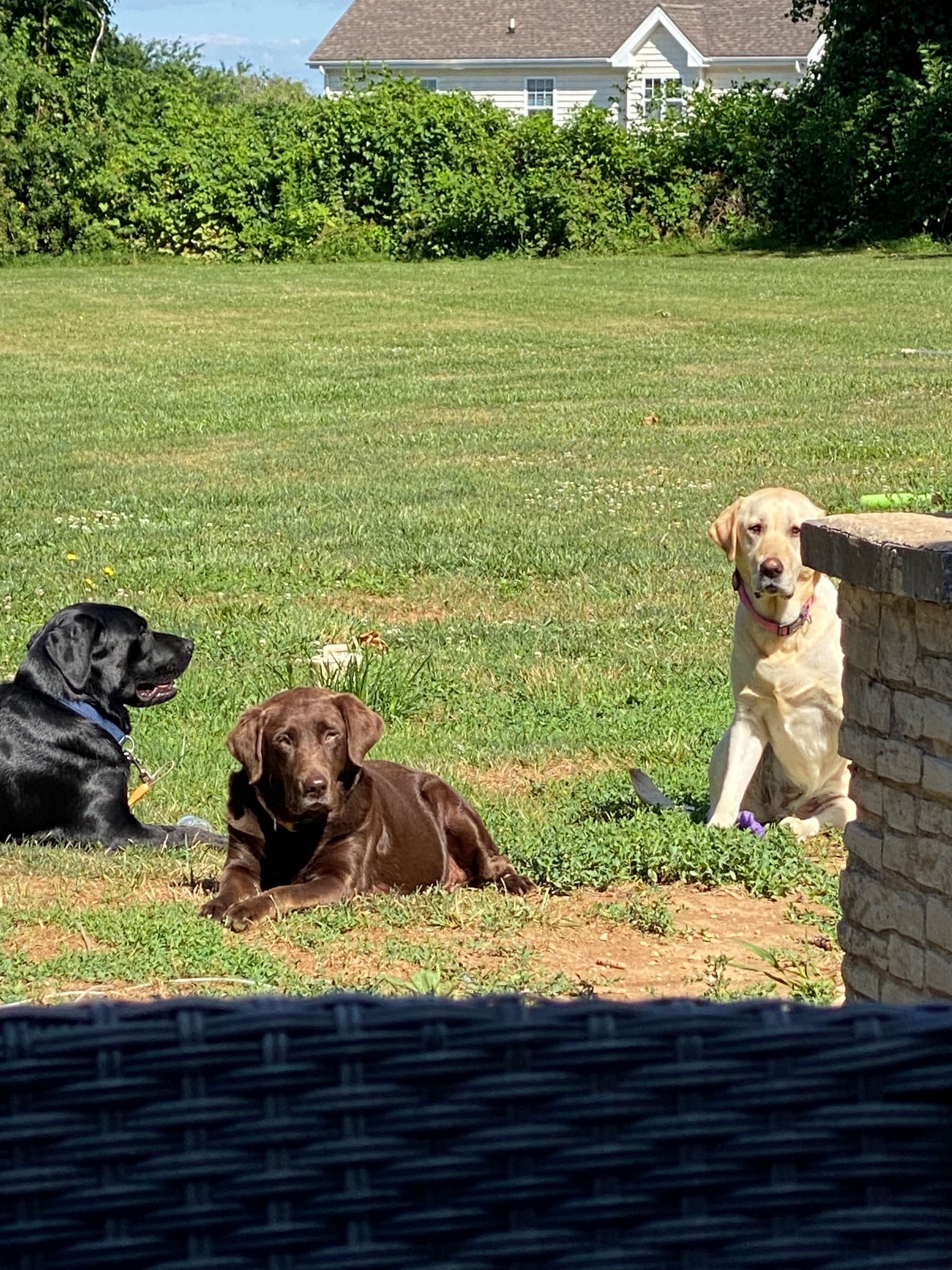 Her “Hooman dogs” she calls them